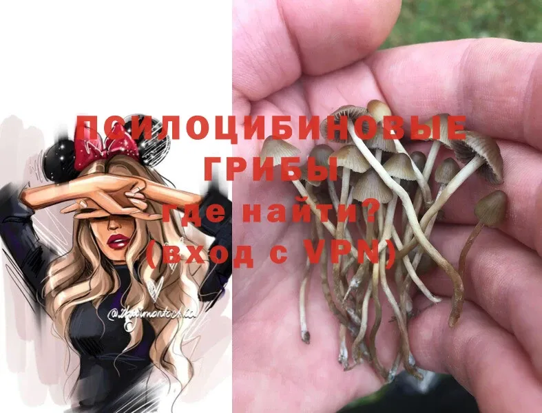 Галлюциногенные грибы Psilocybe  купить наркотики цена  Боготол 